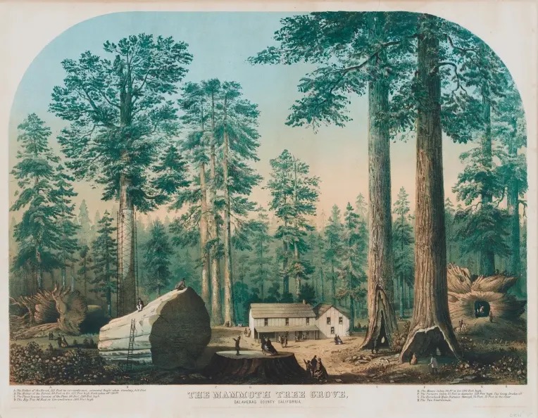 Unidentified artist (“J.G.”), The Mammoth Tree Grove, Calaveras County, California, published by A. J. Campbell, Cincinnati, Ohio
